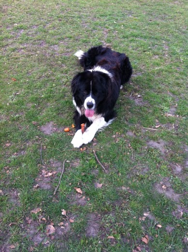 Spyke (Berner Sennenhund, Border Collie) Berner Sennenhund Border Collie 